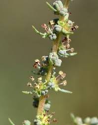 Image result for Suaeda plumosa