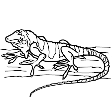 It includes coloring pages featuring alligators, turtles, lizards, and snakes. Iguana Coloring Animals Town Animals Color Sheet Impala Printable Coloring