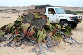 Image result for Welwitschia