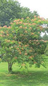 I Love The Mimosa Tree It S So Pretty Too Bad It S An Invasive Species In Nc Mimosa Tree Flowering Trees Dream Garden