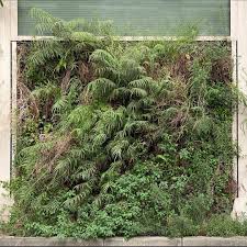 Image result for Coelachne