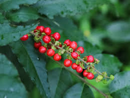 Image result for Petiveriaceae