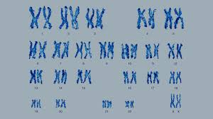 Why Do Most Humans Have 23 Pairs Of Chromosomes Howstuffworks