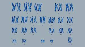 why do most humans have 23 pairs of chromosomes howstuffworks