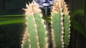It's name refers to the cactus' numerous vertical stems that give it the appearance of a fairy tale castle. What Are These Brown Patches On My Acanthocereus Tetragonus Fairy Castle Cactus Gardening Landscaping Stack Exchange