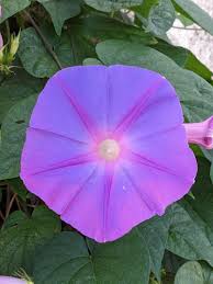 Image result for Ipomoea dichroa