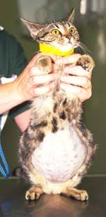 Heart Congestive Heart Failure In Cats Vetlexicon Felis From Vetlexicon Definitive Veterinary Intelligence