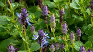 Image result for Coleus caninus