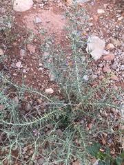 Image result for Fagonia isotricha