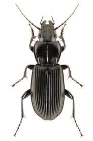 Basement Black Beetle Bug In House Black Beetle Control And Treatments For The Home Yard And Garden