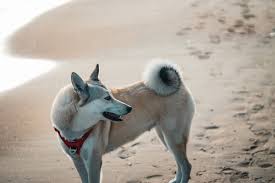 Image result for západosibiřská lajka