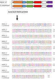 Jalan yam tuan 70000 seremban. Streptomyces Monashensis Sp Nov A Novel Mangrove Soil Actinobacterium From East Malaysia With Antioxidative Potential Scientific Reports