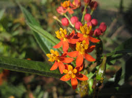 Scarlet Milkweed