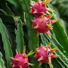 We did not find results for: Fruit Tree Collection Online Plants Nursery Plants Online