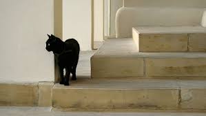 Find gifs with the latest and newest hashtags! Cat Stairs 1080p 2k 4k 5k Hd Wallpapers Free Download Wallpaper Flare
