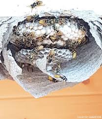 Wespen bekämpfen und wespennester entfernen. Was Tun Bei Einem Wespennest Im Garten Tierfreundliche Tipps Mrs Greenery Wespennest Wespe Nestchen