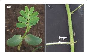 Image result for Aeschynomene pfundii