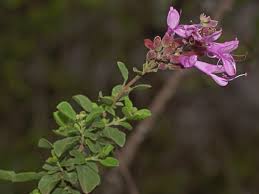 Image result for Syncolostemon elliottii