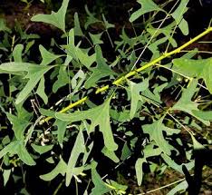 Image result for Erythrina zeyheri