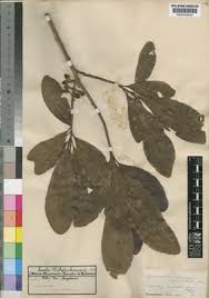 Image result for Synsepalum cerasiferum