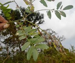 Image result for Sophora velutina