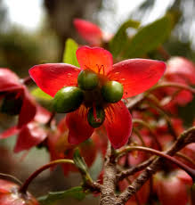 Image result for Ochna kirkii