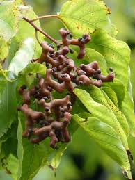 Image result for Hovenia dulcis