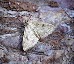 Image result for Anania perlucidalis