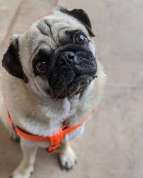 How Desi Dog Names Caught On India News Times Of India