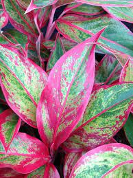 Aglaonema Care Metropolitan Wholesale Chinese Evergreen Plant Evergreen Plants Plants