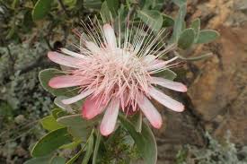 Image result for Protea madiensis