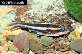 We did not find results for: Striped Raphael Catfish Care Size Lifespan Tankmates Breeding Feeding