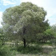 Image result for Olea capensis