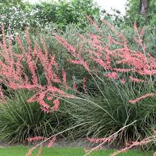Mystery seed is taking a break today for science book week. Buy Red Yucca Hesperaloe Parviflora 10 Seeds Online Seeds Hobbyseeds Store