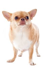 Image result for chihuahua big obesity