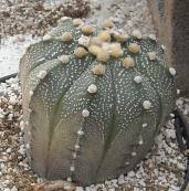 Image result for Thesium asterias