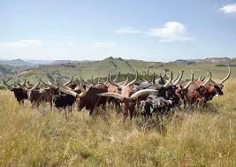 3,104 likes · 76 talking about this. President Ramaphosa S Cattle Exhibited In Johannesburg Huffpost Uk