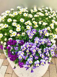 tiさんの投稿 ノースポール パンジー アプローチ 植木鉢 鉢植え 花 花の写真