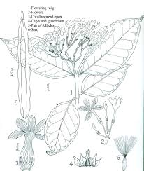 Image result for Holarrhena pubescens