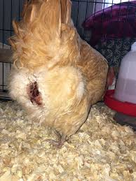 In both cases, you can use poultry dust from your local hardware store to remove the parasites. Help Hen Bleeding From Bottom Not Sure Why Backyard Chickens Learn How To Raise Chickens