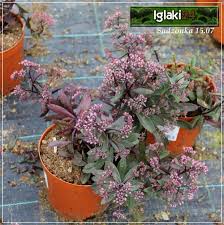 Jade tuffet stonecrop is a fine choice for the garden, but it is also a good selection for planting in outdoor pots and containers. Sedum Hybridum Sunsparkler Jade Tuffet Rozchodnik Ogrodowy Sunsparkler Jade Tuffet Rozowe Wys 30 Kw 8 10 Foto Internetowy Sklep Ogrodniczy Szkolka Roslin Drzewa Krzewy Byliny Rosliny Ogrodowe Ozdobne Doniczkowe Sadzonki Cena Sprzedaz Do Ogrodu