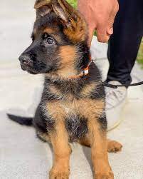 Advertise your gsd, german shepherd puppies for free. Shepherd Gremansherp Puppies For Sale Good Quality Facebook