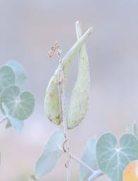 Image result for Glyphaea tomentosa