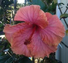 Image result for Hibiscus seineri