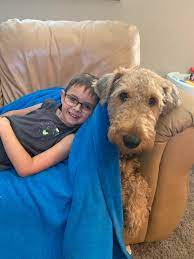 If you are unable to find your tibetan mastiff puppy in our puppy for sale or dog for sale sections, please consider looking thru thousands of tibetan mastiff dogs for adoption. Airedale Terrier Breeders Near Nanaimo British Columbia