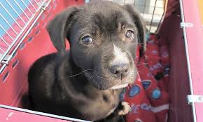 Greyhound pets of america indianapolis is a chapter of greyhound pets make a fast friend, adopt a greyhound. Looking To Adopt A Pet Here Are 3 Perfect Puppies To Adopt Now In