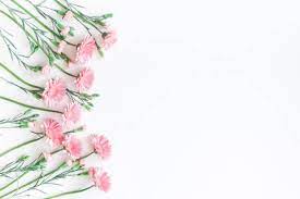 Fresh flower on blue background. Flowers Composition Frame Made Of Pink Flowers On White Background Flower Background Iphone Pink Flowers White Background Instagram