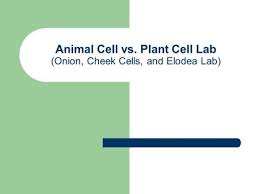 Generationgenius.com has been visited by 10k+ users in the past month Lab Comparing Plant And Animal Cells Ppt Video Online Download