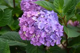 Bedding ideas for every garden can be found here garden ideas with planting instructions and care tips top quality plants. Hydrangea Bloomstruck 5 Lurvey Landscape Supply