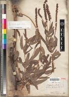 Image result for Eriosema nutans